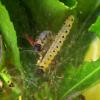 Yponomeuta sp.
